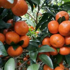 广西象州县大量砂糖橘供应