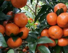 广西象州县大量砂糖橘供应