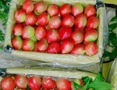 河北昌黎油桃批发市场供应大量油桃毛桃黄桃