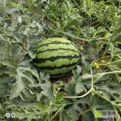 云南西双版纳勐腊县西瓜 大量西瓜