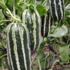 博洋9号 羊角蜜甜瓜，有老板需要吗