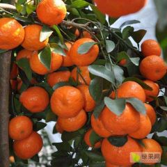 自家砂糖橘、沃柑销售，欢迎各地老板