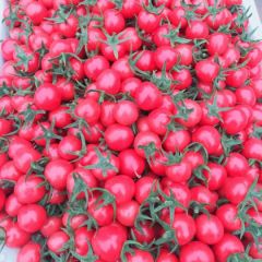 山东莘县浩安果蔬有限公司代收优质圣女果 贝贝 千喜 圆粉