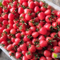 山东莘县浩安果蔬有限公司专业代收圣女果 千喜 贝贝 圆粉 釜