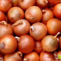 甘肃省金昌市大量黄皮洋葱出售