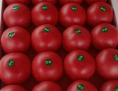 供应：山东菏泽硬粉西红柿，质量好 欢迎咨询