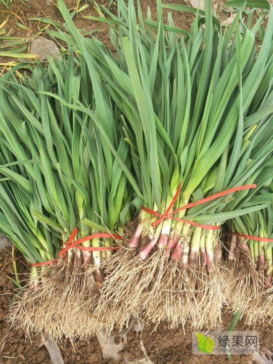 供应江苏丰县四季蒜苗红根可以水洗大量上市交通便利