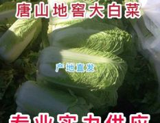 唐山市玉田县杠菜 91-12大量供应中。