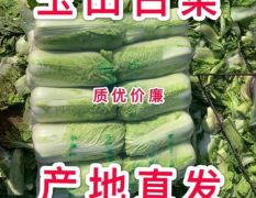 唐山玉田大白菜 三号菜 2020大量开始发货