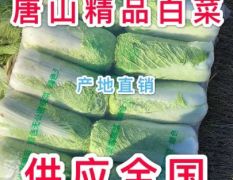 专业供应河北唐山冬储大白菜、质量特别好，耐运输。价格便宜