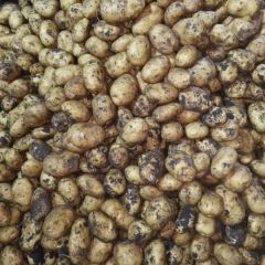 牡丹江尤金885便宜