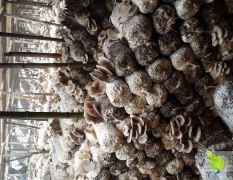 河北肥乡区鲜蘑菇大量上市，欢迎洽谈合作