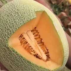 全国最大的哈密瓜生产基地晓蜜25哈密瓜大量上市