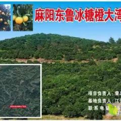 冰糖橙、血橙