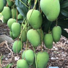 优质各品种芒果