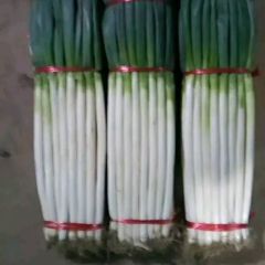 天光一本大葱上市中欢迎新老客户采购