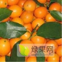 收购金桔耙耙柑