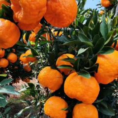 柑橘-云南晚芦-云南柑橘