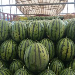 山东西瓜基地火热招商！！！