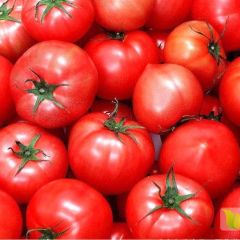 内蒙古赤峰敖汉旗大棚硬粉西红柿出售