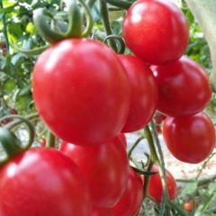 平度圣女果正宗优质釜山88圣女果供应