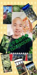 我是辽宁省新民市西瓜代办~辽宁西瓜代办