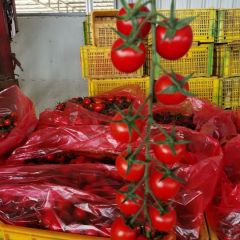 广西田阳盛产圣女果，西红柿。