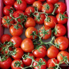 中国广西田阳西红柿，圣女果，之乡