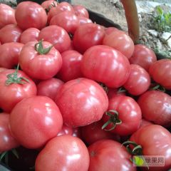 泾阳县当水果吃的西红柿