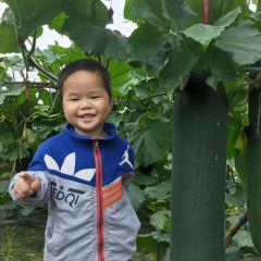 铁心黑皮冬瓜,吊冬瓜,世界长寿之乡广西上林县种养的高品质冬瓜,瓜甜香