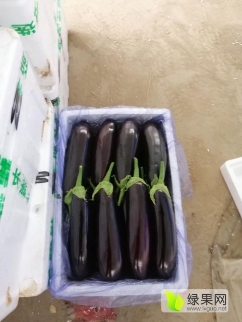 2020年山东寿光765长茄价格