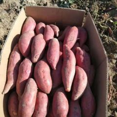 大量优质紫薯