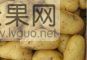 供应 山东大量供货荷兰十五土豆黄皮黄心