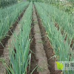 优质大葱，常州，南通有点