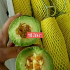 博洋系列 莘县甜瓜陆续上市中，寻找合作客商，共谋发展