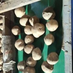 吉林库存马铃薯延薯四号.尤金885出货