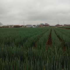 启东大葱，什全一本，