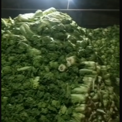 河北唐山市滦南大量供应北京三号白菜