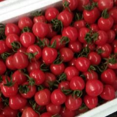 莘县千禧，贝贝圣女果大量上市中