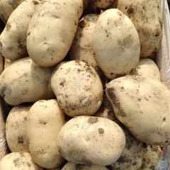 云南省德宏盈江土豆