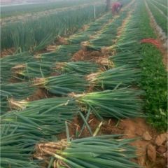 大量直供大葱寻求收购商17656695938