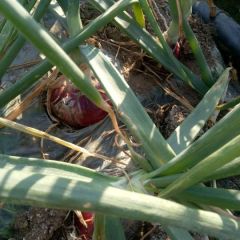 老兵种植的近千亩洋葱基地等您来