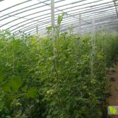 大量硬粉西红柿上市