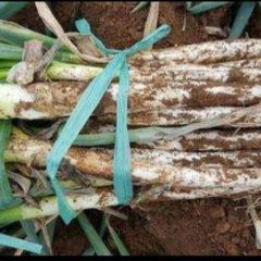 大量供应河南南阳万亩大葱13838954934