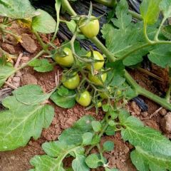 山东聊城莘县代收樱桃小蕃茄西红柿