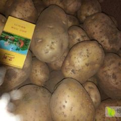 代办各种土豆收购