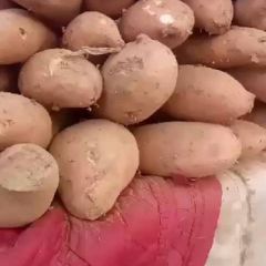 优质红暑龙暑九品种