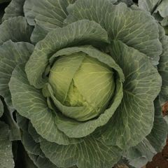 大量出售扁包菜，优质优价，价格随行就市。另外还有圆包菜。