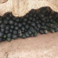 精品冬瓜 量大优惠 货源充足