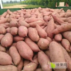 凌海纯沙土地红薯龙薯九号，18841627321